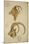 Aoudad and Jaela, C.1860-John Hanning Speke-Mounted Giclee Print