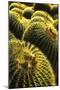 Apache Junction, Arizona, USA. Cactus-Jolly Sienda-Mounted Photographic Print