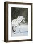 Apaloosa Horse-null-Framed Photographic Print