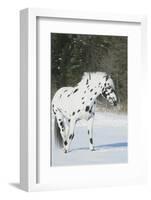 Apaloosa Horse-null-Framed Photographic Print