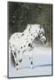 Apaloosa Horse-null-Mounted Photographic Print