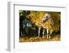 Apaloosa Horse-null-Framed Photographic Print