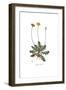 Apargia tuberosa, Flora Graeca-Ferdinand Bauer-Framed Giclee Print