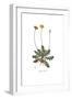 Apargia tuberosa, Flora Graeca-Ferdinand Bauer-Framed Giclee Print