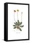 Apargia tuberosa, Flora Graeca-Ferdinand Bauer-Framed Stretched Canvas