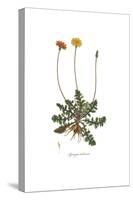 Apargia tuberosa, Flora Graeca-Ferdinand Bauer-Stretched Canvas