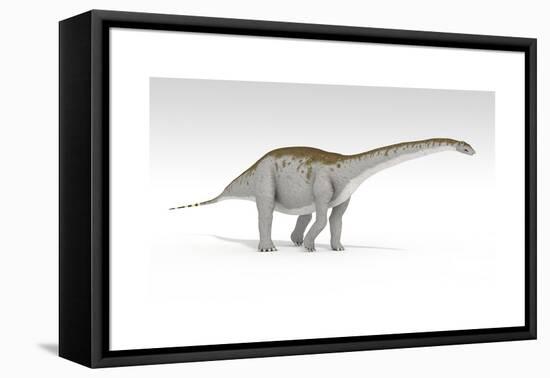 Apatosaurus Dinosaur, White Background-null-Framed Stretched Canvas