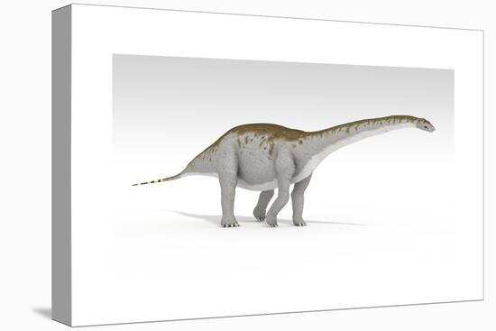 Apatosaurus Dinosaur, White Background-null-Stretched Canvas