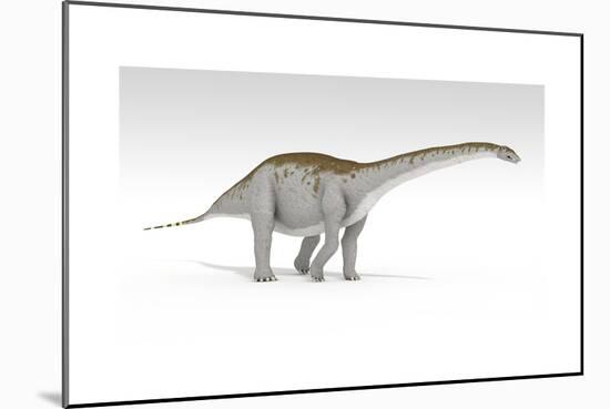 Apatosaurus Dinosaur, White Background-null-Mounted Premium Giclee Print