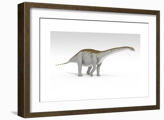 Apatosaurus Dinosaur, White Background-null-Framed Art Print