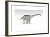 Apatosaurus Dinosaur, White Background-null-Framed Art Print