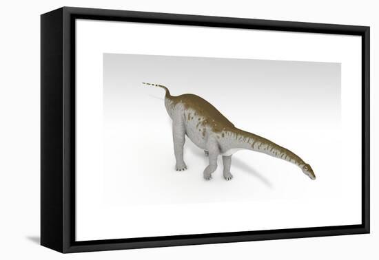 Apatosaurus Dinosaur, White Background-null-Framed Stretched Canvas