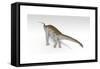 Apatosaurus Dinosaur, White Background-null-Framed Stretched Canvas