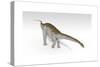 Apatosaurus Dinosaur, White Background-null-Stretched Canvas