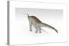 Apatosaurus Dinosaur, White Background-null-Stretched Canvas