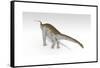 Apatosaurus Dinosaur, White Background-null-Framed Stretched Canvas