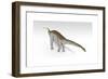 Apatosaurus Dinosaur, White Background-null-Framed Art Print