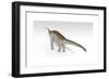 Apatosaurus Dinosaur, White Background-null-Framed Art Print