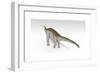 Apatosaurus Dinosaur, White Background-null-Framed Art Print