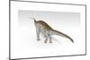 Apatosaurus Dinosaur, White Background-null-Mounted Art Print