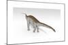 Apatosaurus Dinosaur, White Background-null-Mounted Art Print