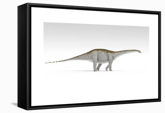 Apatosaurus Dinosaur, White Background-null-Framed Stretched Canvas