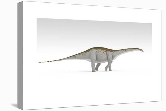 Apatosaurus Dinosaur, White Background-null-Stretched Canvas