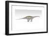 Apatosaurus Dinosaur, White Background-null-Framed Premium Giclee Print