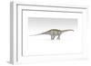 Apatosaurus Dinosaur, White Background-null-Framed Premium Giclee Print