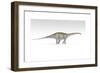 Apatosaurus Dinosaur, White Background-null-Framed Art Print