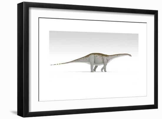 Apatosaurus Dinosaur, White Background-null-Framed Art Print