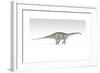 Apatosaurus Dinosaur, White Background-null-Framed Art Print