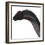 Apatosaurus Dinosaur-Stocktrek Images-Framed Art Print