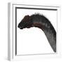 Apatosaurus Dinosaur-Stocktrek Images-Framed Art Print