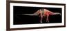 Apatosaurus Skeleton and Muscles-null-Framed Premium Giclee Print