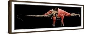 Apatosaurus Skeleton and Muscles-null-Framed Premium Giclee Print