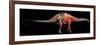 Apatosaurus Skeleton and Muscles-null-Framed Premium Giclee Print
