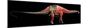 Apatosaurus Skeleton and Muscles-null-Mounted Premium Giclee Print