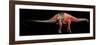 Apatosaurus Skeleton and Muscles-null-Framed Art Print