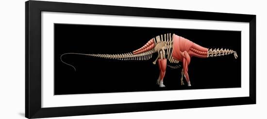 Apatosaurus Skeleton and Muscles-null-Framed Art Print