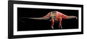 Apatosaurus Skeleton and Muscles-null-Framed Art Print