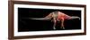 Apatosaurus Skeleton and Muscles-null-Framed Art Print