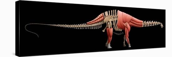 Apatosaurus Skeleton and Muscles-null-Stretched Canvas
