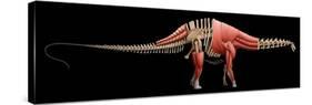 Apatosaurus Skeleton and Muscles-null-Stretched Canvas