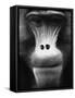 Ape Face-Henry Horenstein-Framed Stretched Canvas