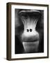 Ape Face-Henry Horenstein-Framed Photographic Print