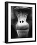 Ape Face-Henry Horenstein-Framed Photographic Print