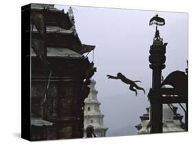 Ape Jumping, Nepal-Michael Brown-Stretched Canvas