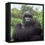 Ape: Mountain Gorilla Silverback Male-Adrian Warren-Framed Stretched Canvas