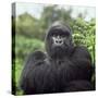 Ape: Mountain Gorilla Silverback Male-Adrian Warren-Stretched Canvas